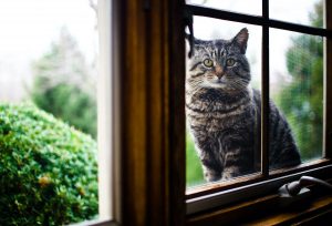 Les félins de l'ombre projet sans croquettes fixes