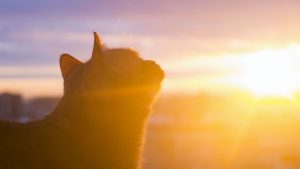 Comment protéger son chat du soleil en été
